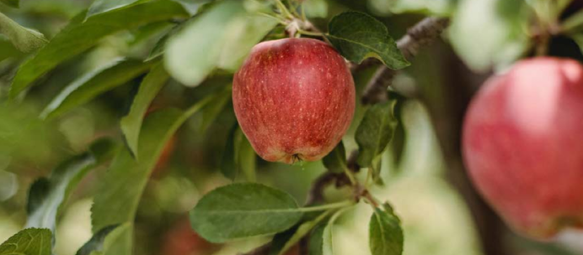 Stronger by Nature_Cover