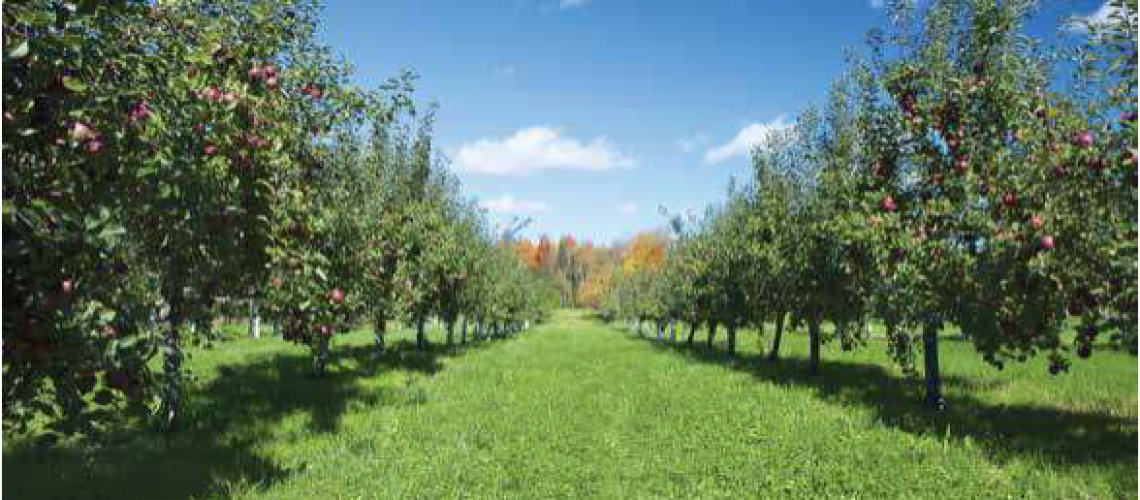 Tree crops: Soil variation and its impact on irrigation strategies ...