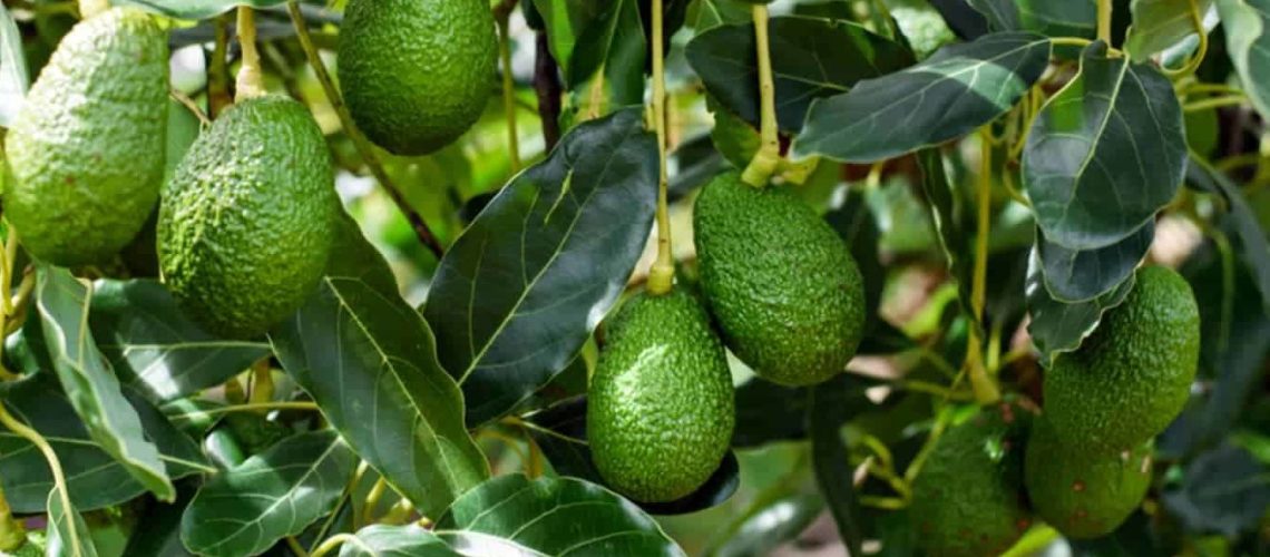 Carbohydrates and flower development in avocados - Agri Technovation