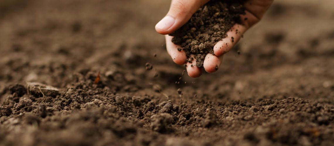 Expert,Hand,Of,Farmer,Checking,Soil,Health,Before,Growth,A